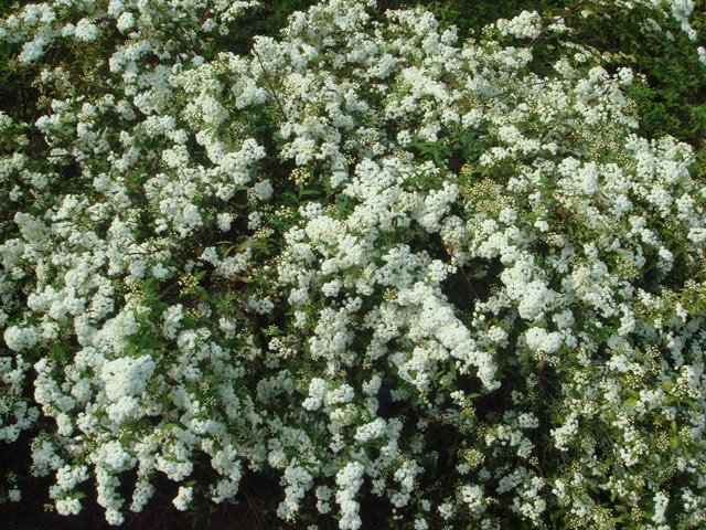 Spiraea cantoniensis 'Lanceolata' P1D P7